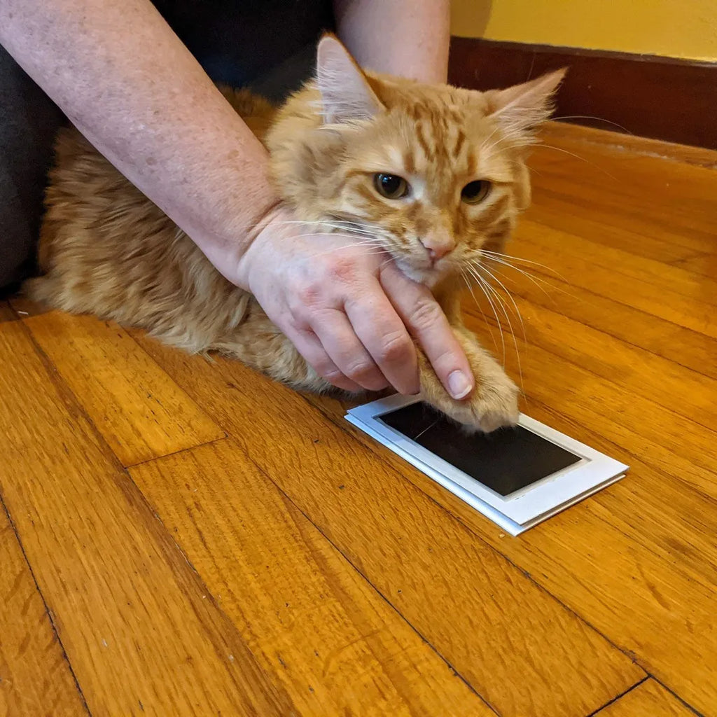 Clean-Touch Paw Print Ink Pad from Furiva Pets