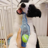 Furiva Bottle-Shaped Squeaky Dog Toy with Tennis Ball - product image 5