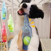 Furiva Bottle-Shaped Squeaky Dog Toy with Tennis Ball - product image 2