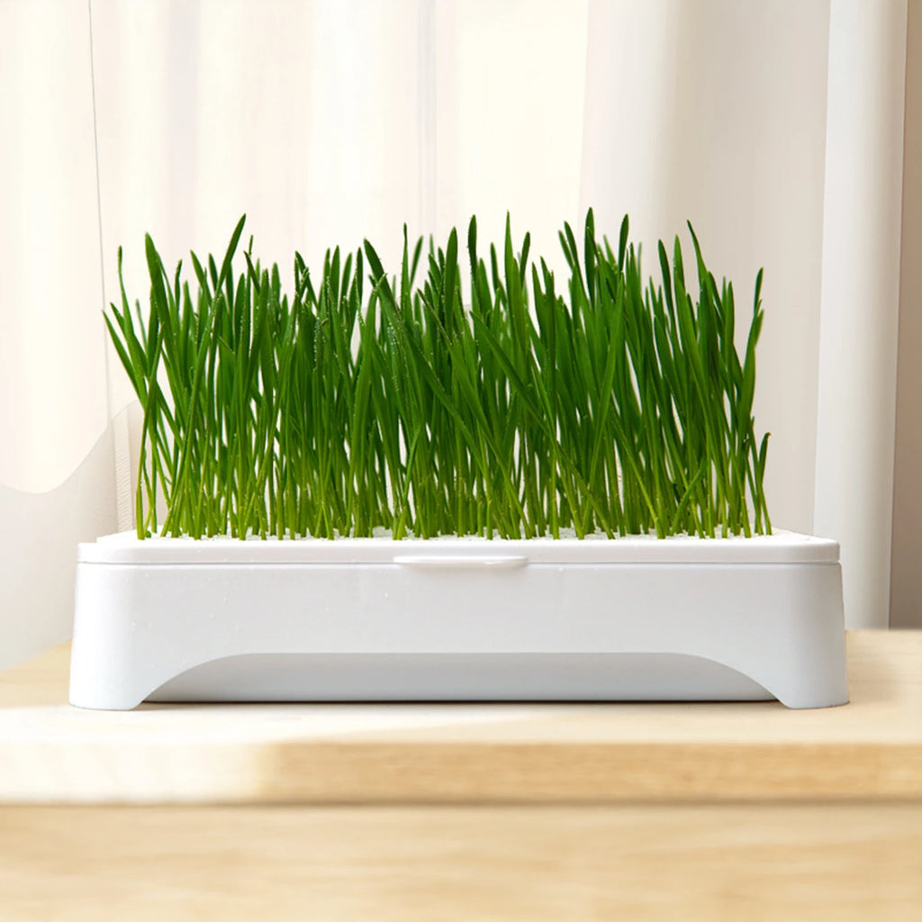 Furiva Hydroponic Cat Grass Growing Tray (Planter Only) - product image 3