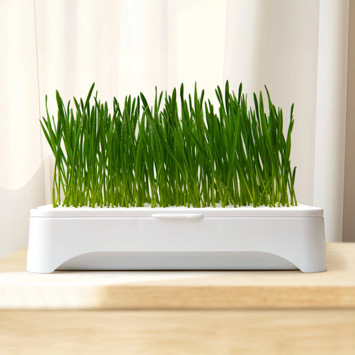 Furiva Hydroponic Cat Grass Growing Tray (Planter Only) - product image 3