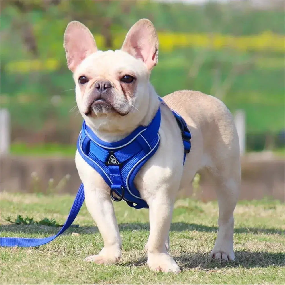 Furiva Reflective Harness & Leash Set - product image 6