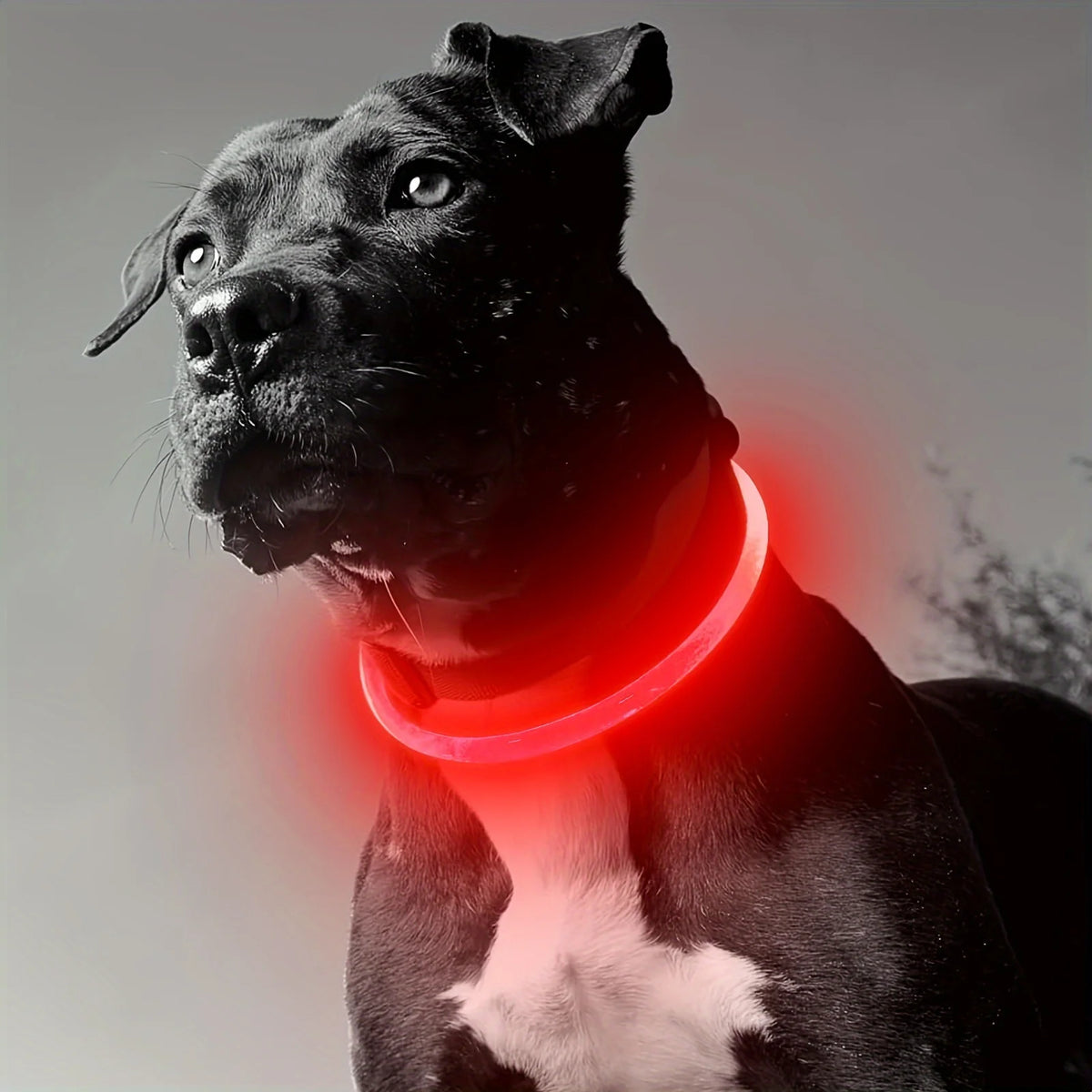 Furiva USB Rechargeable LED Dog Collar - product image 6