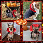 Furiva Halloween Vampire Pet Cape - product image 4