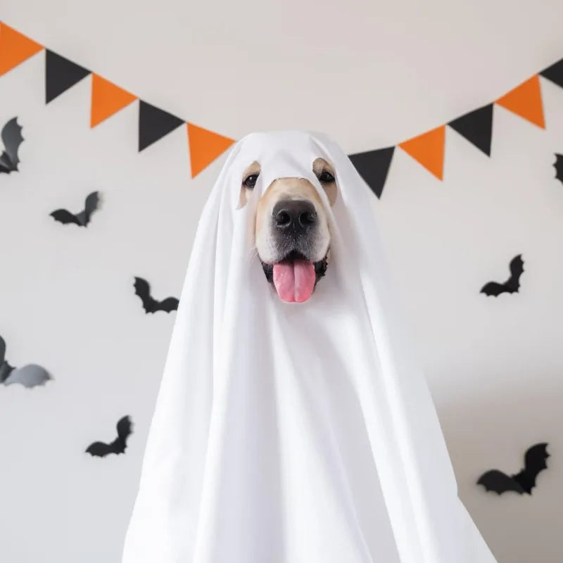 Furiva Halloween Ghost Cloak for Dogs & Cats - product image 5