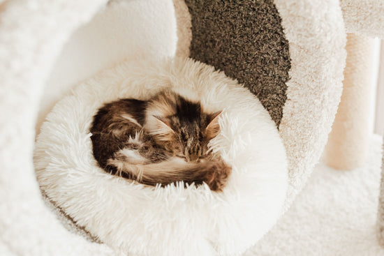 A kitten sleeping on a soft bed