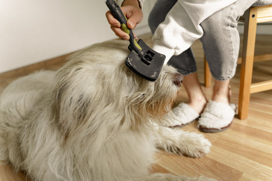 Hands gently brushing a fluffy dog at home